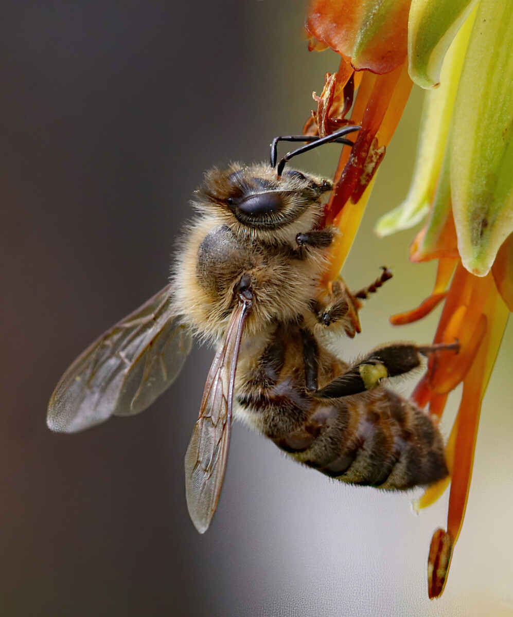 Honeybee by Joanne Sogsti