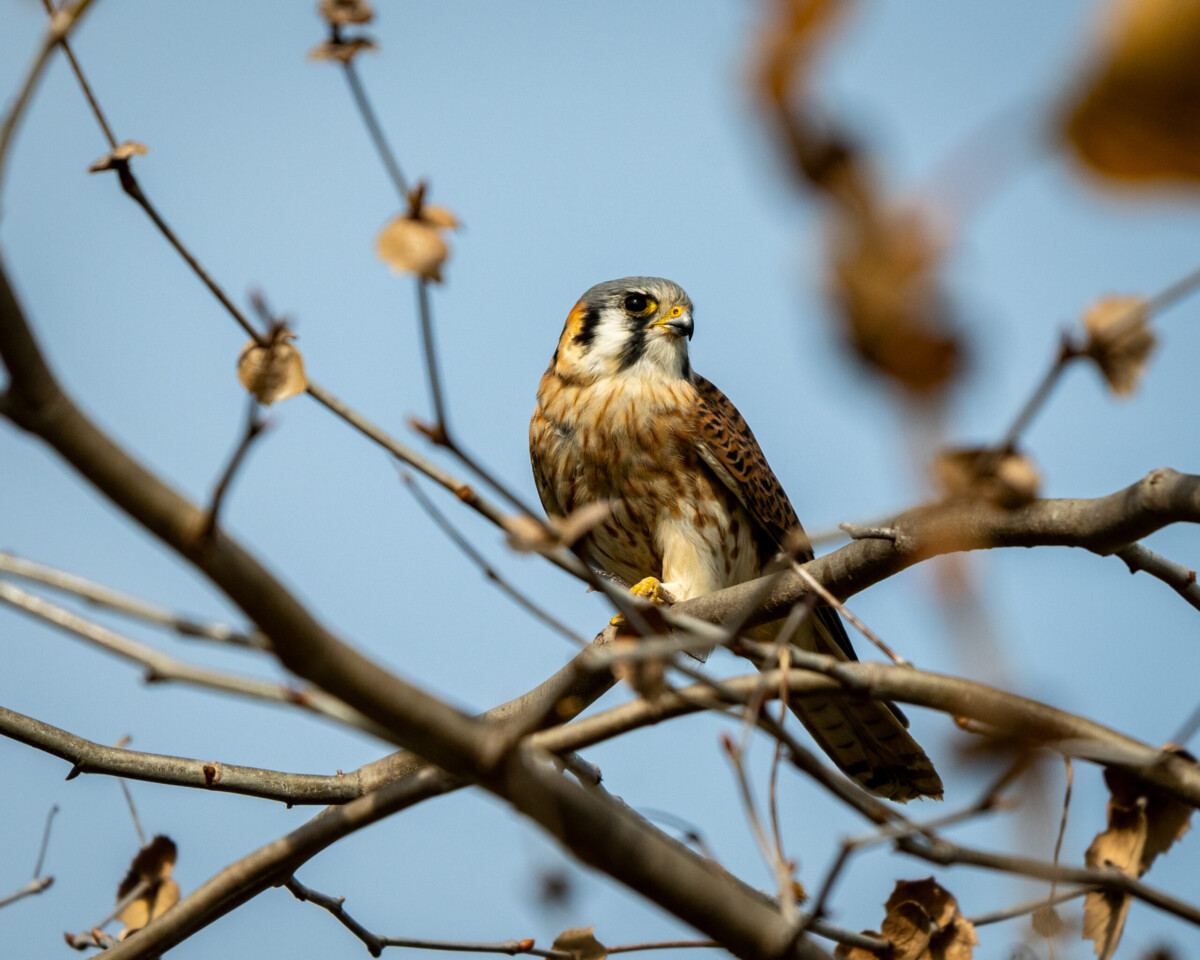 Kestrel by Zachary Rich