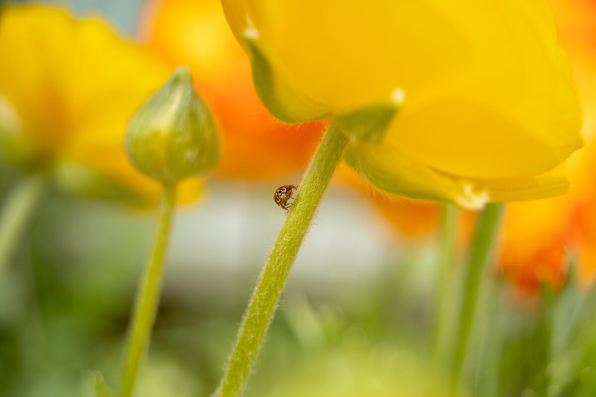 Ladybug by Silas Westcamp
