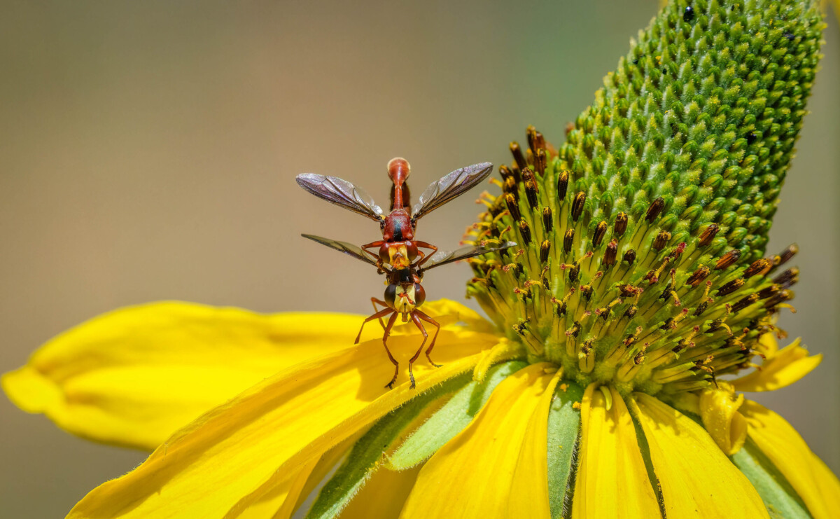 Love on a Cone Flower by Sharon Anderson