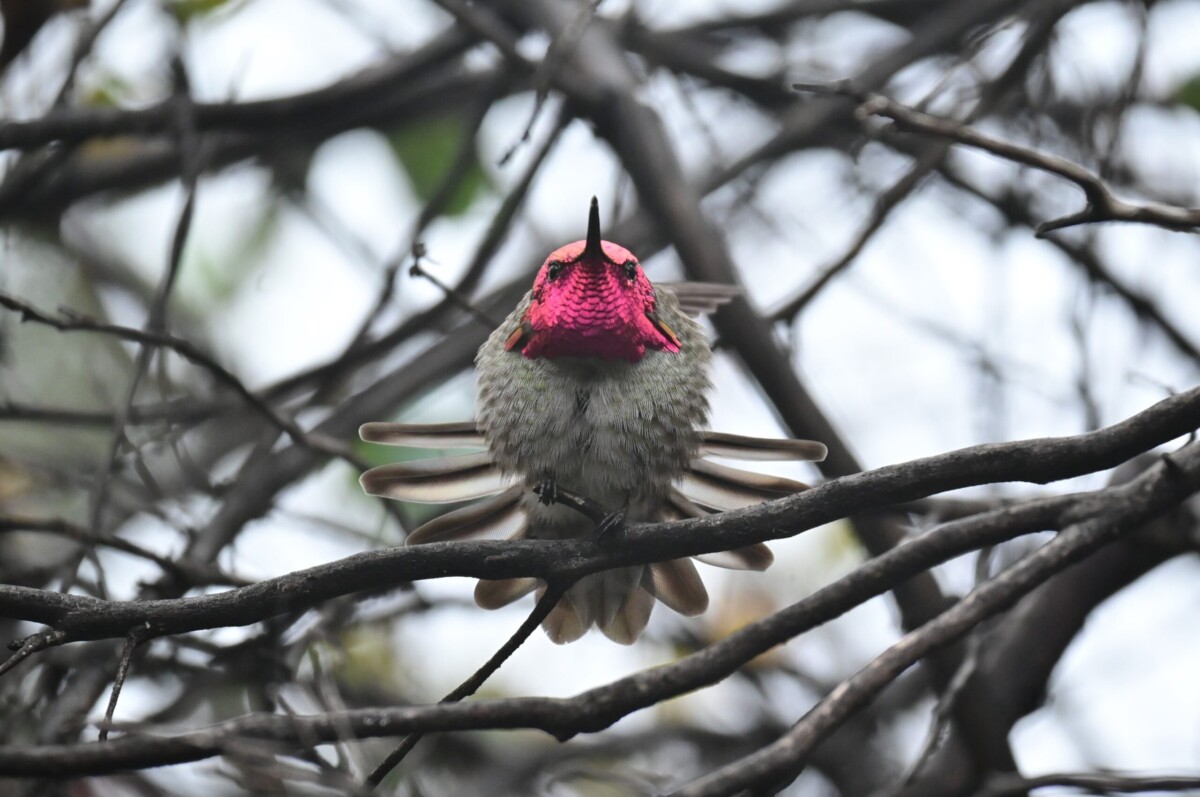 Anna’s Hummingbird by Harris Schoedl