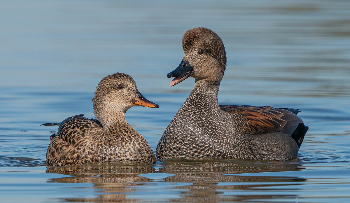 Gadwalls by Sharon Anderson