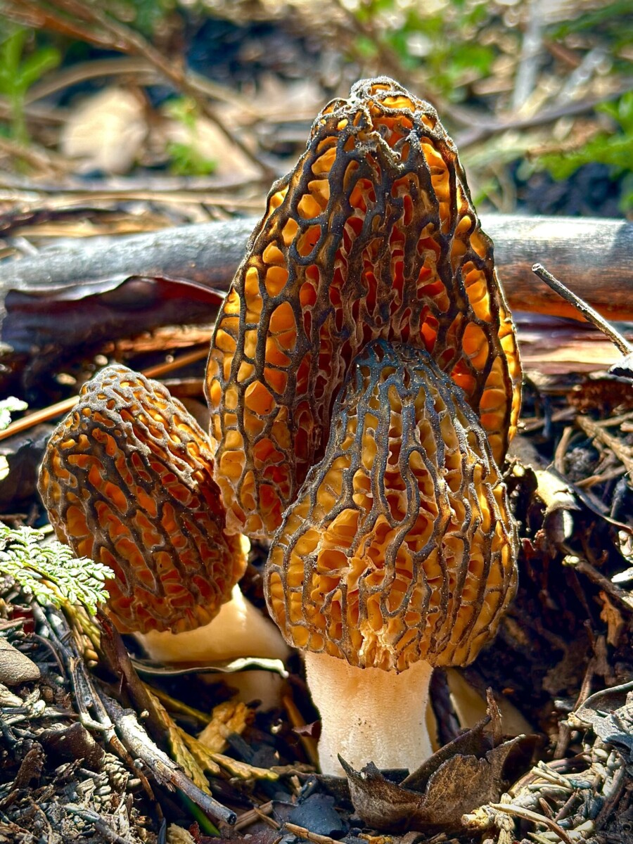 Morels by Erik Long