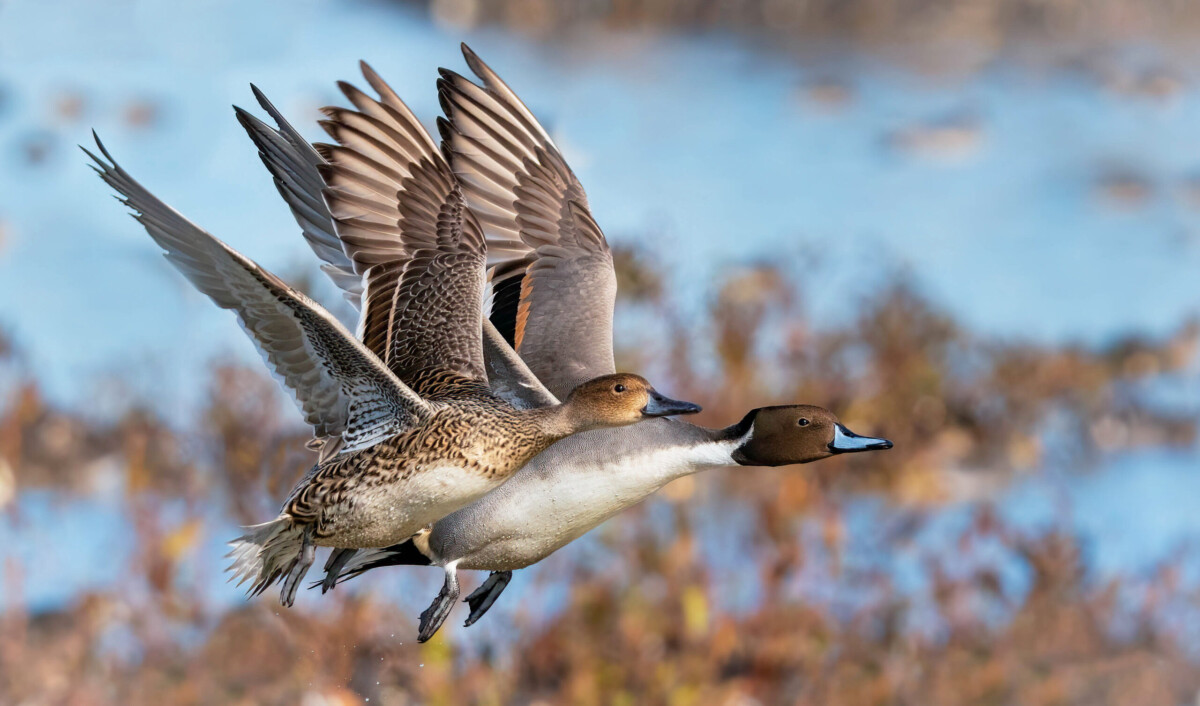 Northern Pintails by Sharon Anderson