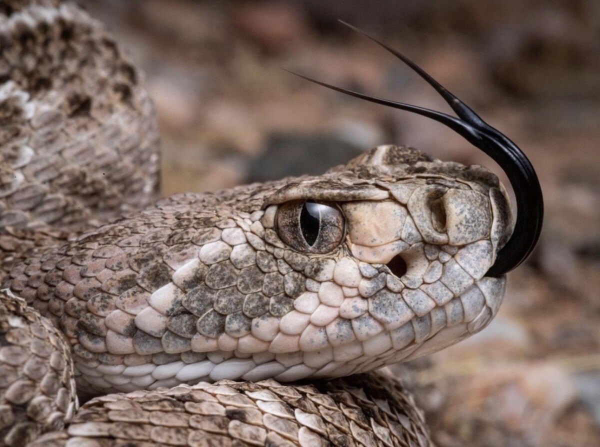 Rattlesnake by Erik Long