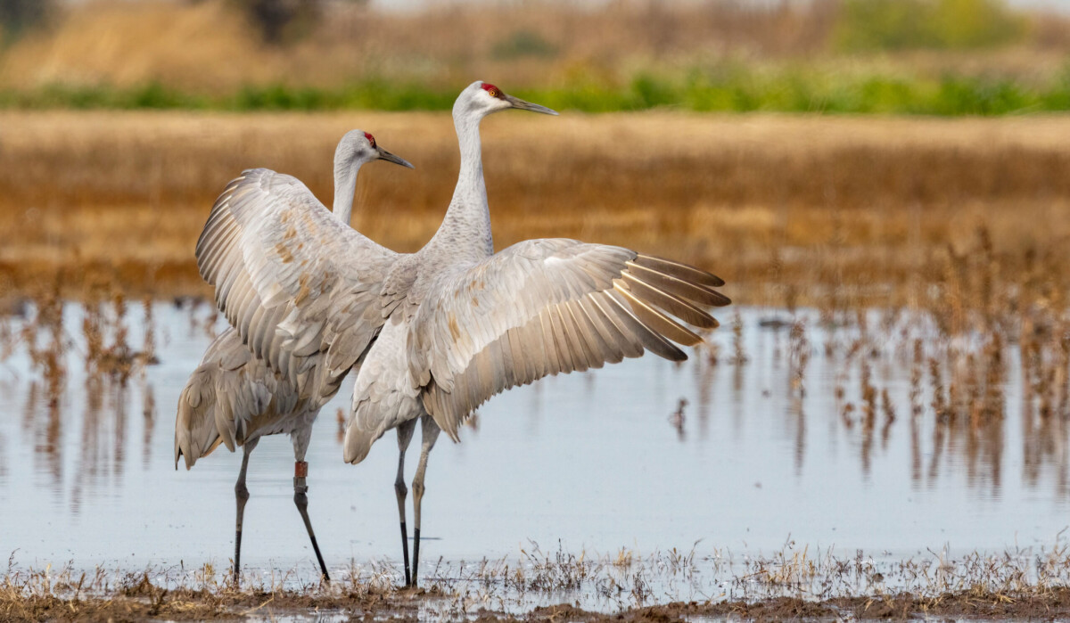 Sandhill Cranes by Sharon Anderson