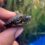 Native Turtles Return to Yosemite After Removal of Invasive Bullfrogs