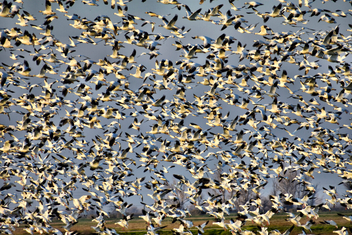 Snow Geese Flock by Christy Huff