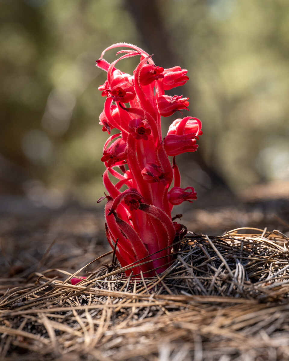 Snow Plant by Zachary Rich