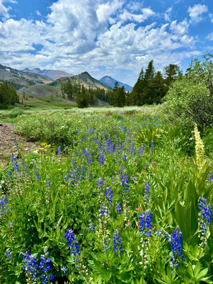 Alpine Wildflowers by Christy Huff