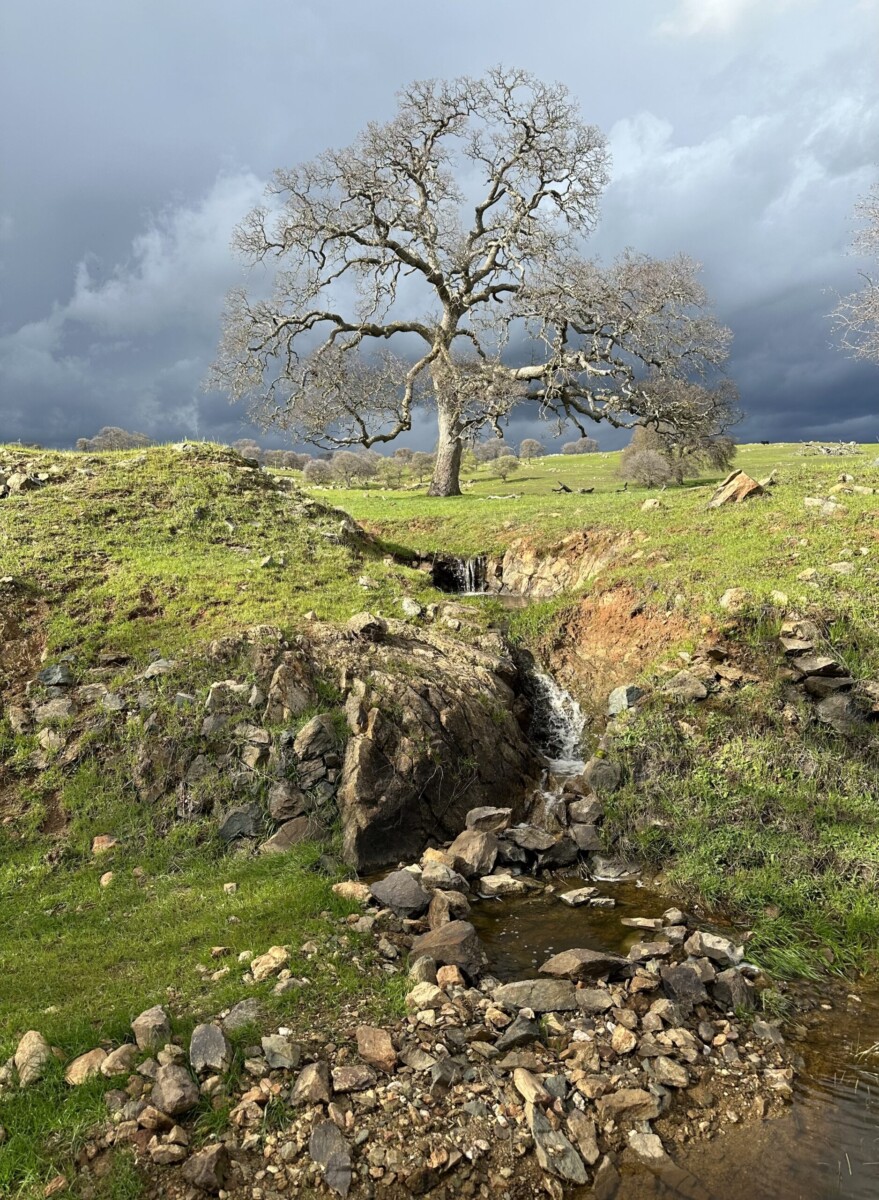 Stormy Oaks by Alison Peltier