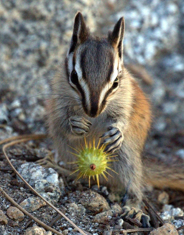 Chipmunk’s Prickly Problem by Richard Brown