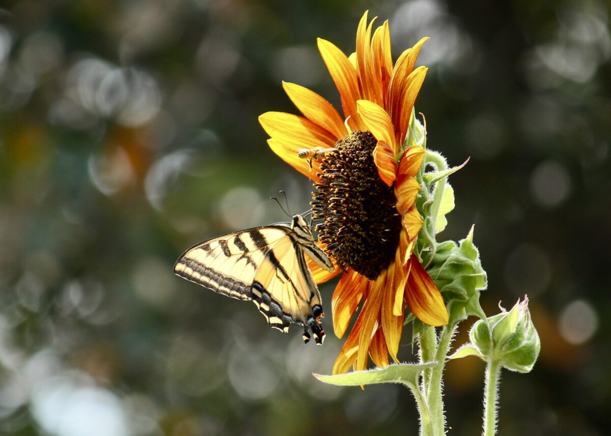 Swallowtail and Bee by Sadie Anderson