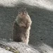En el Yosemite abarrotado, un pequeño animal se está convirtiendo en un gran problema