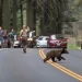 Muchos osos son atropellados por vehículos en el Parque Nacional de Yosemite