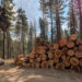 En el corazón de la temporada de campo, CSERC transmite observaciones importantes al personal del Servicio Forestal cada vez más reducido
