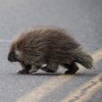 The West’s Vanishing Porcupines