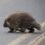 The West’s Vanishing Porcupines