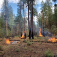 Little Fires, Big Purpose: Reconnecting Culture, Land, & Connection in Yosemite
