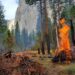 Pequeños fuegos, gran propósito: reconectando cultura, tierra y vínculos en Yosemite