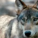Un lobo deambula cerca de una zona poblada del Valle Central de California