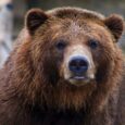 California Considers Grizzly Reintroduction Plan That Could Use Wyoming Bears