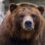 California Considers Grizzly Reintroduction Plan That Could Use Wyoming Bears
