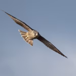 Yosemite National Park Scientists Rejoice As The World’s Fastest Animal Hits New Record