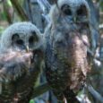Trump administration attempt to gut Endangered Species Act hits roadblock