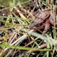 Frogs get a red leg up in Yosemite
