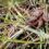 Frogs get a red leg up in Yosemite