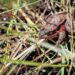 Frogs get a red leg up in Yosemite
