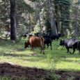 The first major overhaul of public lands grazing regulations in a generation looks to cut out public involvement