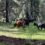 The first major overhaul of public lands grazing regulations in a generation looks to cut out public involvement