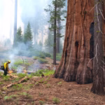 Prescribed burns saved thousands of giant sequoias