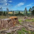 All Logging on National Forests Is Worth Less Than Two Home Depot Stores