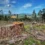 All Logging on National Forests Is Worth Less Than Two Home Depot Stores