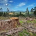 All Logging on National Forests Is Worth Less Than Two Home Depot Stores