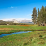 Yosemite’s green meadows are hiding a 150-year-old problem