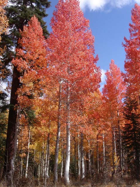 fall colors: vibrant red and orange aspen in stanislaus forest setting