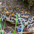 A winter mystery is changing efforts to save Yosemite toads