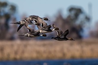 Bill Hunnewell - Pintails
