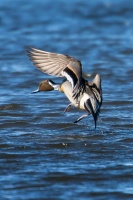 Bill Hunnewell - Pintail