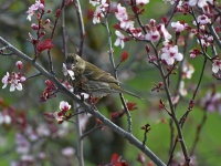 Carolyn Silva - House Finch