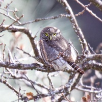 Charlotte Allen - Northern Pygmy-Owl