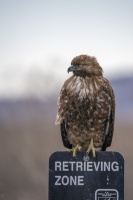 David Hargus - Juvie Redtail Hawk