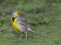 David Hargus - Meadowlark