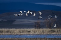 David Hargus -Geese storm