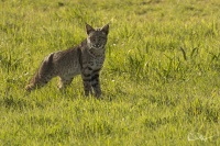 Dino Rovera - Bobcat