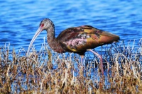 Elissa Wall - Ibis